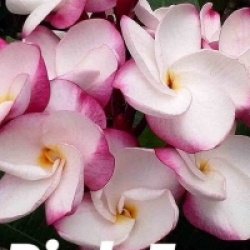 Frangipanier Pink Fancy