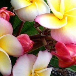 Plumeria rubra 'Jantra Yellow'