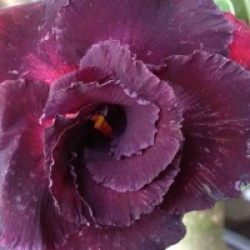 Rose du d�sert Ammata