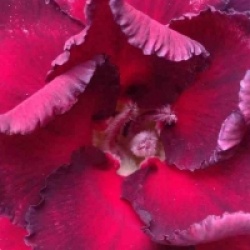 Adenium obesum 'Ammata'