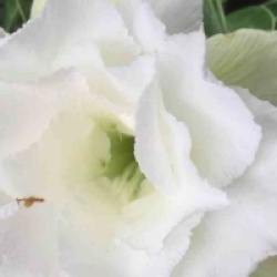 Adenium obesum 'Ang Snow'