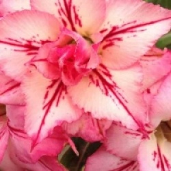 Adenium obesum 'Arrow' - Rose du d�sert Arrow