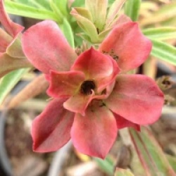 Adenium obesum 'Baby Rose' - Rose du d�sert Baby Rose