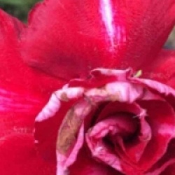 Adenium obesum 'Bai Lay red' - Rose du d�sert Bai Lay red