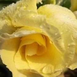 Adenium obesum 'Bananas' - Rose du d�sert Bananas