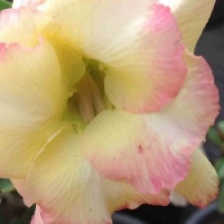 Adenium obesum 'Banburi Yellow' - Rose du d�sert Banburi Yellow