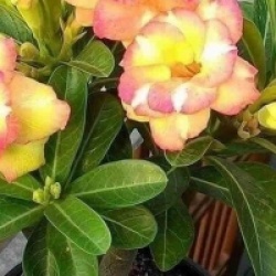 Rose du d�sert Banburi