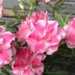 Adenium obesum 'Bauchompu'