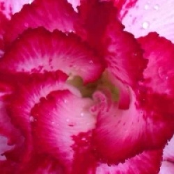 Adenium obesum 'Big Harry' double