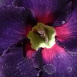 Adenium obesum 'Black Boader'