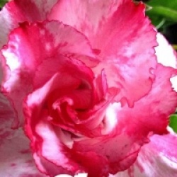 Adenium obesum 'Buachompu'