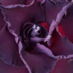 Rose du d�sert Black Lamp