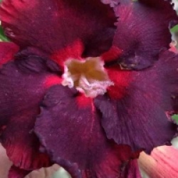 Rose du d�sert Black Magic