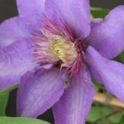 Clematis 'Multi Blue'