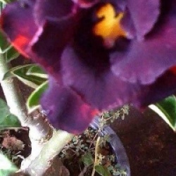 Adenium obesum 'Black Wildow' - Rose du d�sert Black Wildow