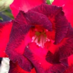 Rose du d�sert Black Eclipses