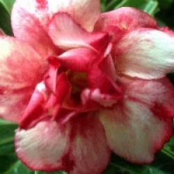 Adenium obesum 'Bua Swan'