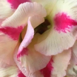 Rose du d�sert Butterfly Dream