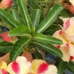 Adenium obesum 'Butterfly Dream'