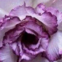 Rose du d�sert Carnation