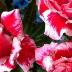 Adenium obesum 'Chock Amnuay'