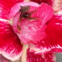 Adenium obesum 'Chock Amnuay'