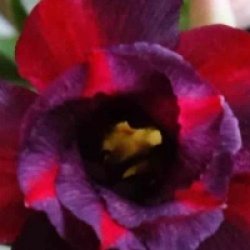 Adenium obesum 'Chokdee' - Rose du d�sert Chokdee