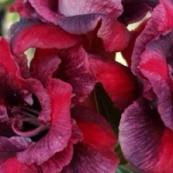 Adenium obesum 'Chokdee'