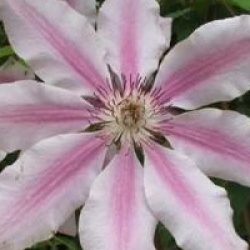 Clematis 'Nelly Moser'