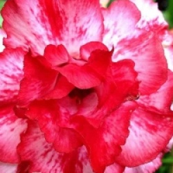 Rose du d�sert Chokrasamee