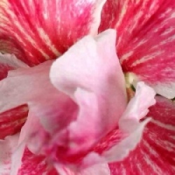 Adenium obesum 'Chompu Line' - Rose du d�sert Chompu Line