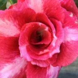 Adenium obesum 'Dang Bailay'