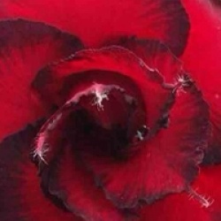 Adenium obesum 'Dang Hunsadee' - Rose du d�sert Dang Hunsadee