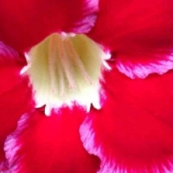 Adenium obesum 'Dang Suda' - Rose du d�sert Dang Suda