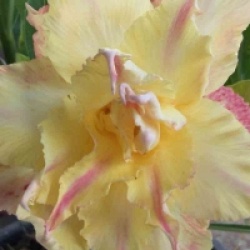 Adenium obesum 'Daowthong' - Rose du d�sert Daowthong