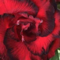 Adenium obesum 'Dragon Blood' - Rose du d�sert Dragon Blood