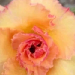 Rose du d�sert Golden Buddha