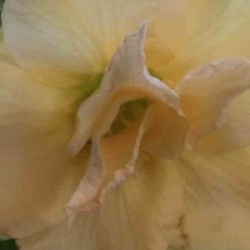 Adenium obesum 'Golden Dragon'