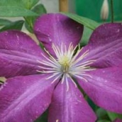 Clematis 'Niobe'