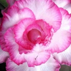 Rose du d�sert Good Luck