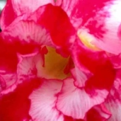 Adenium obesum 'Good Morning' - Rose du d�sert Good Morning