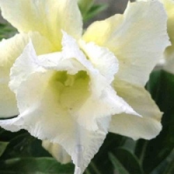 Adenium obesum 'Hussadee Yelow'