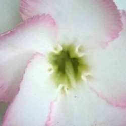 Adenium obesum 'Jantra' - Rose du d�sert Jantra