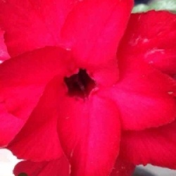 Adenium obesum 'Kinnaree' - Rose du d�sert Kinnaree