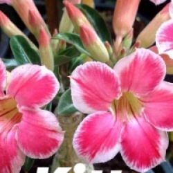 Adenium obesum 'Kitty'
