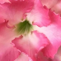 Adenium obesum 'Leera Pink'