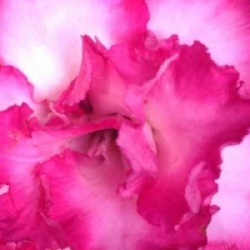 Adenium obesum 'Leera Pink'