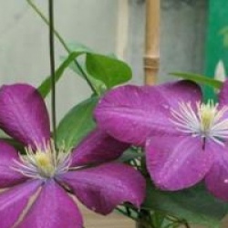 Clematis 'Niobe'
