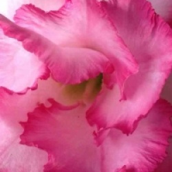 Adenium obesum 'Leera Pink'