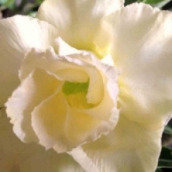 Adenium obesum 'Lemon Yellow'